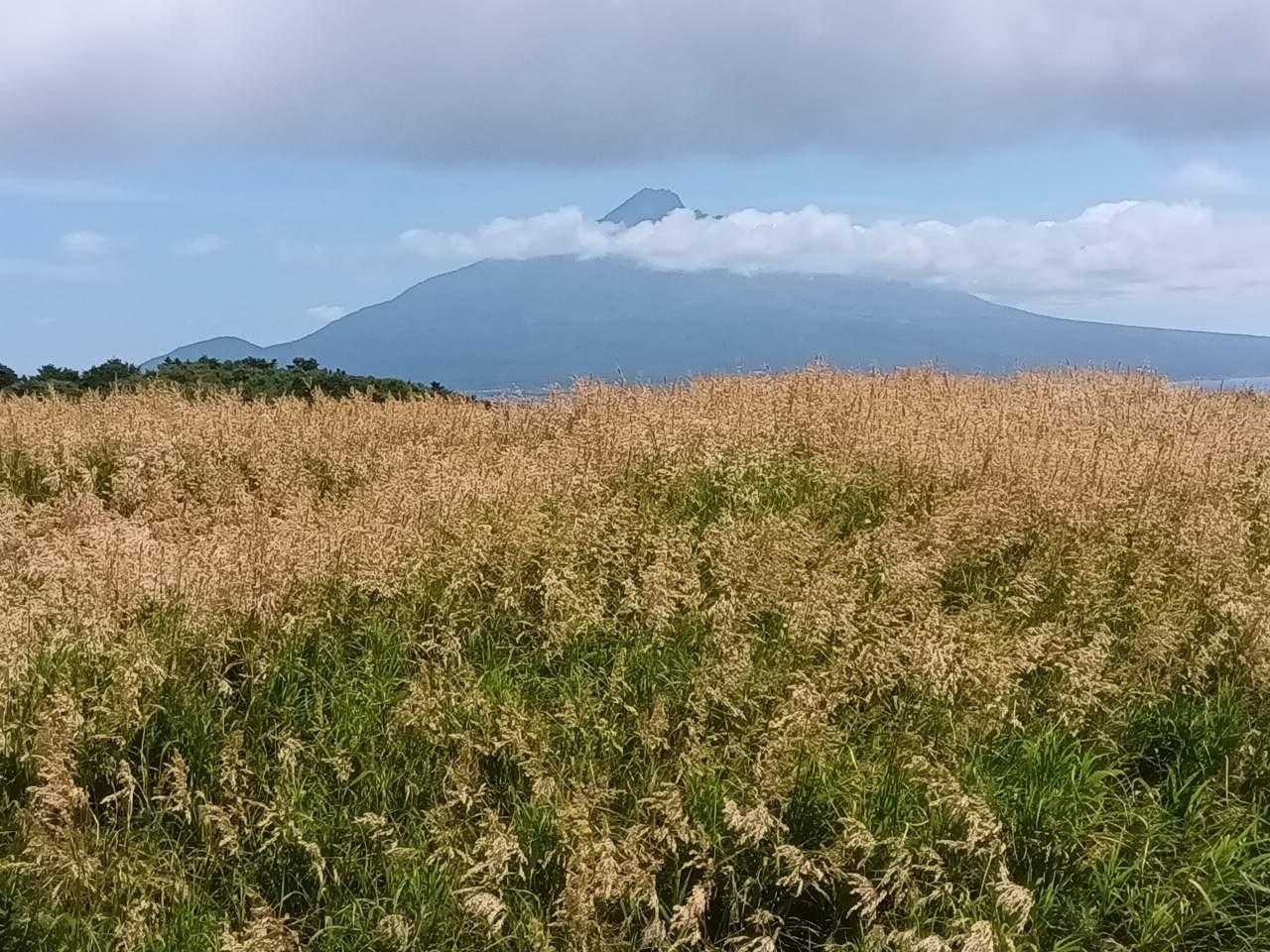 利尻岳岳も頭出してます