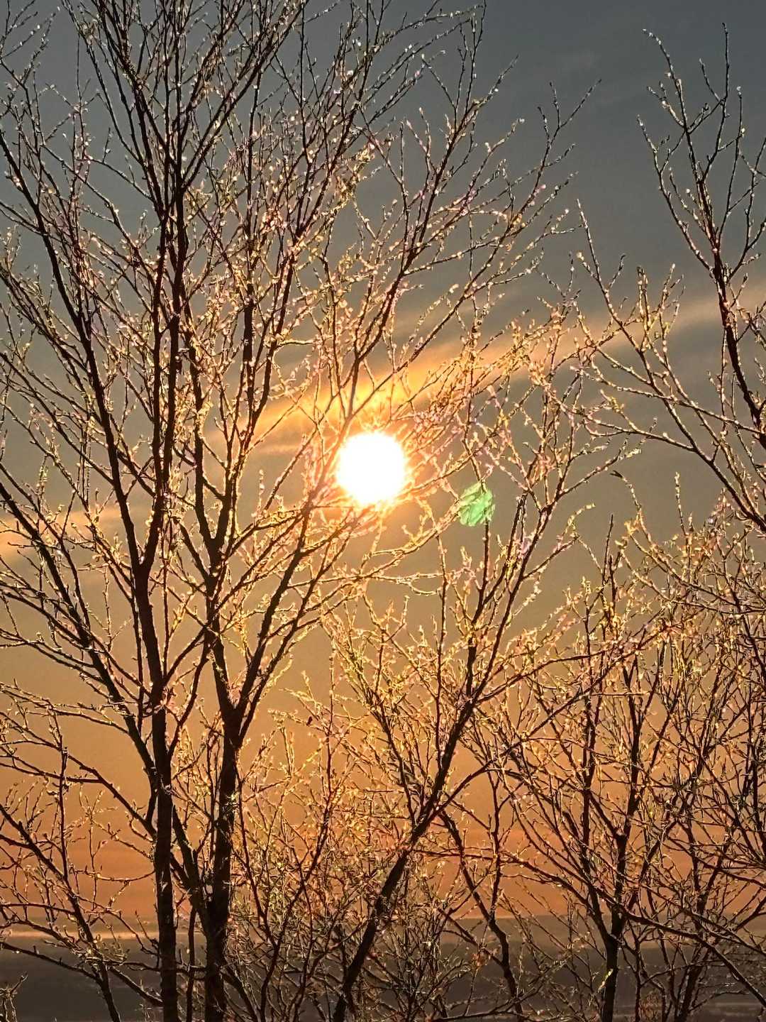 凍った枝がキラキラ✨✨✨