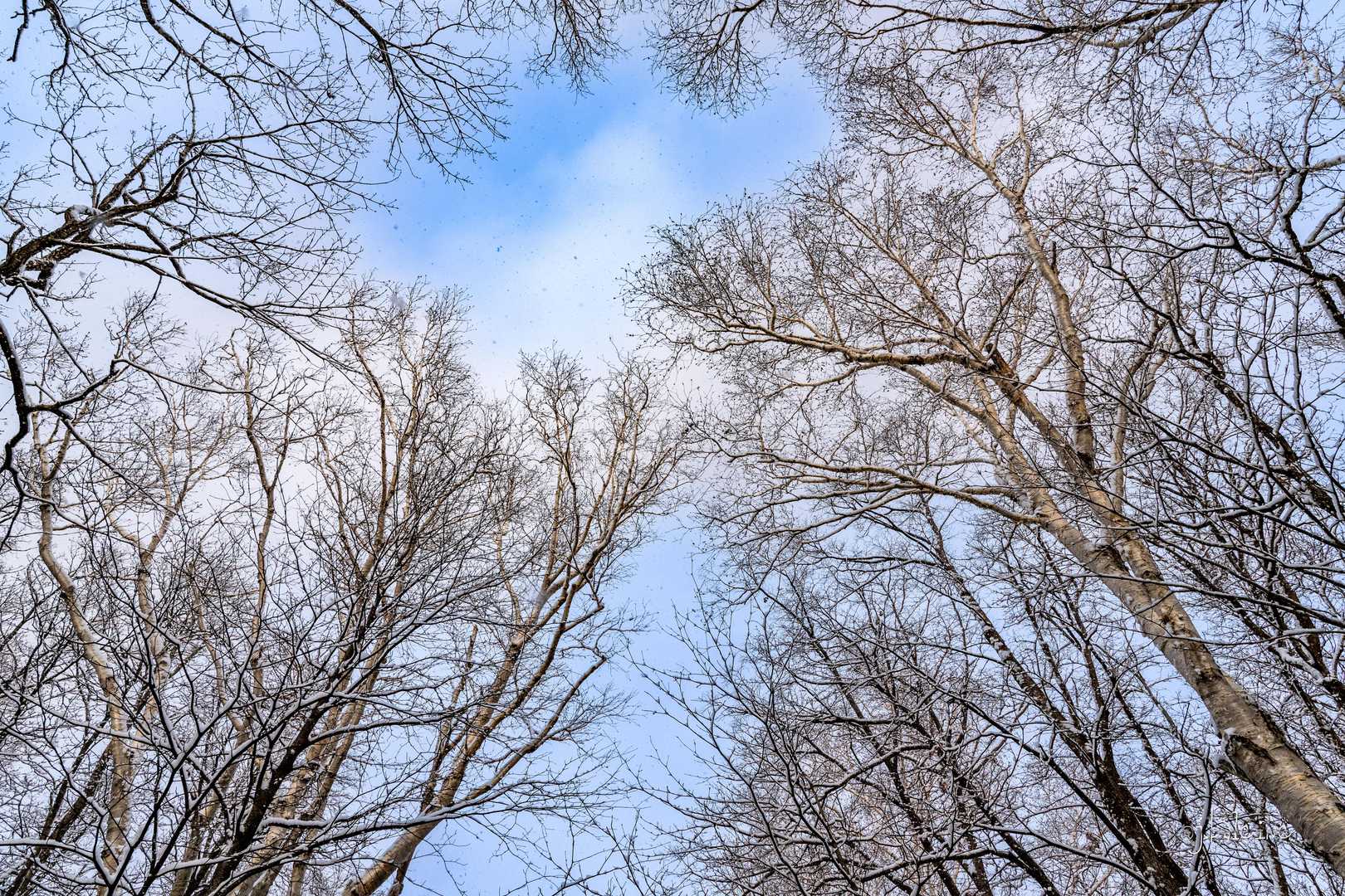 見上げると少し青空。