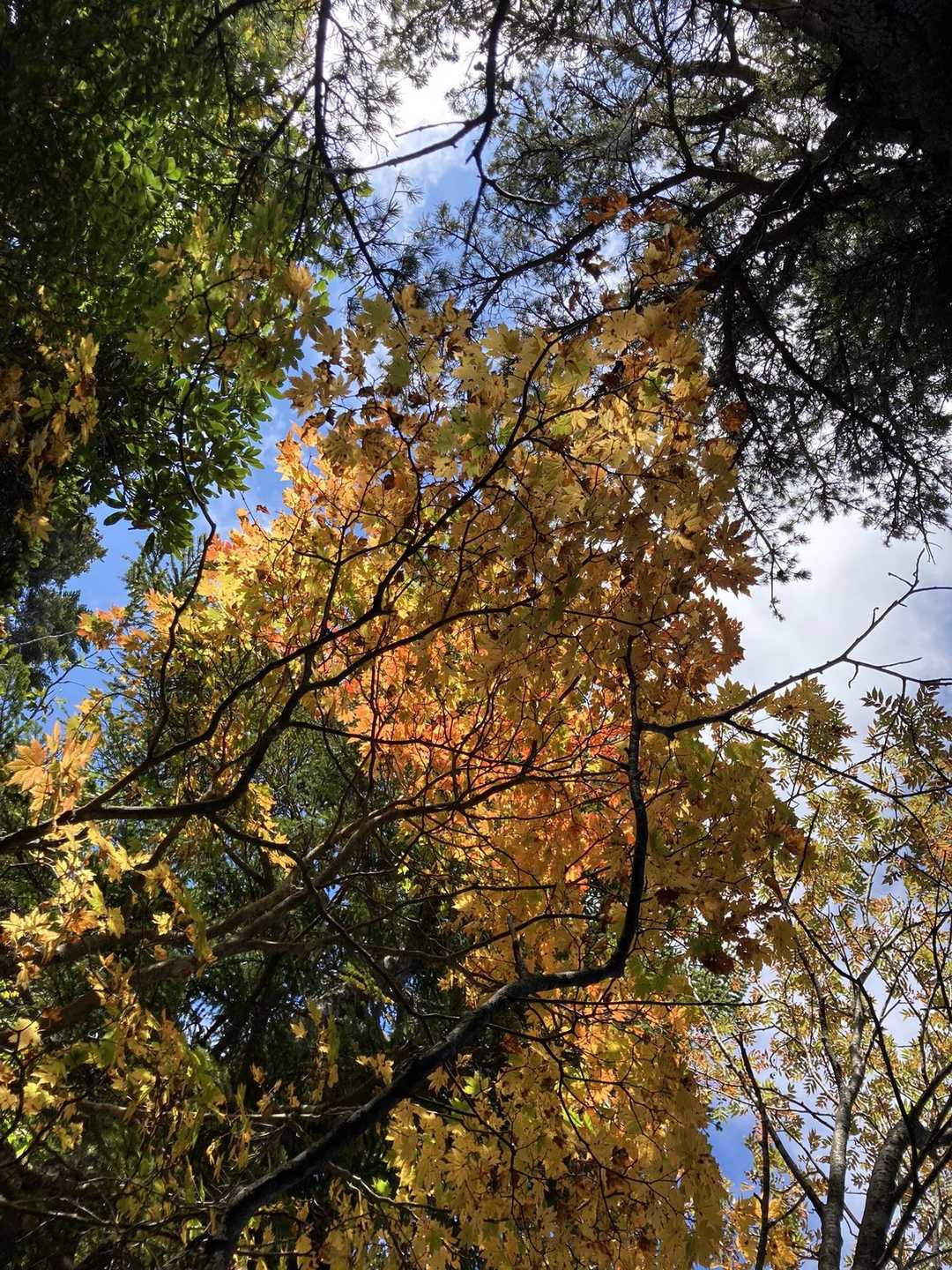 紅葉が陽光を受けて綺麗。