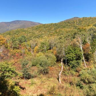 紅葉ピークはあと少し
これ以上にめっちゃ美しい色付きいっぱい🍁みんな大満足😊
