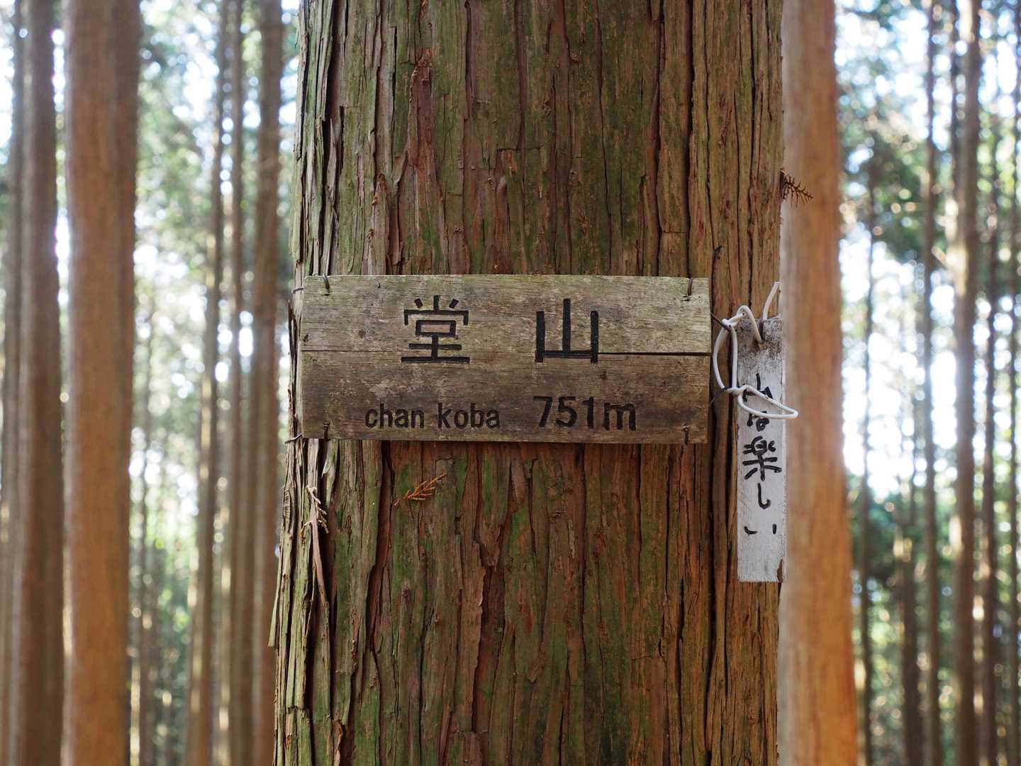 堂山
展望ありません