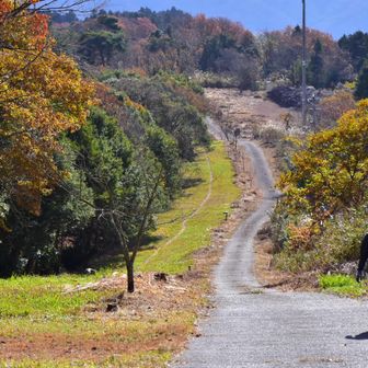 ここ車で走りたいわぁ(*´艸`)