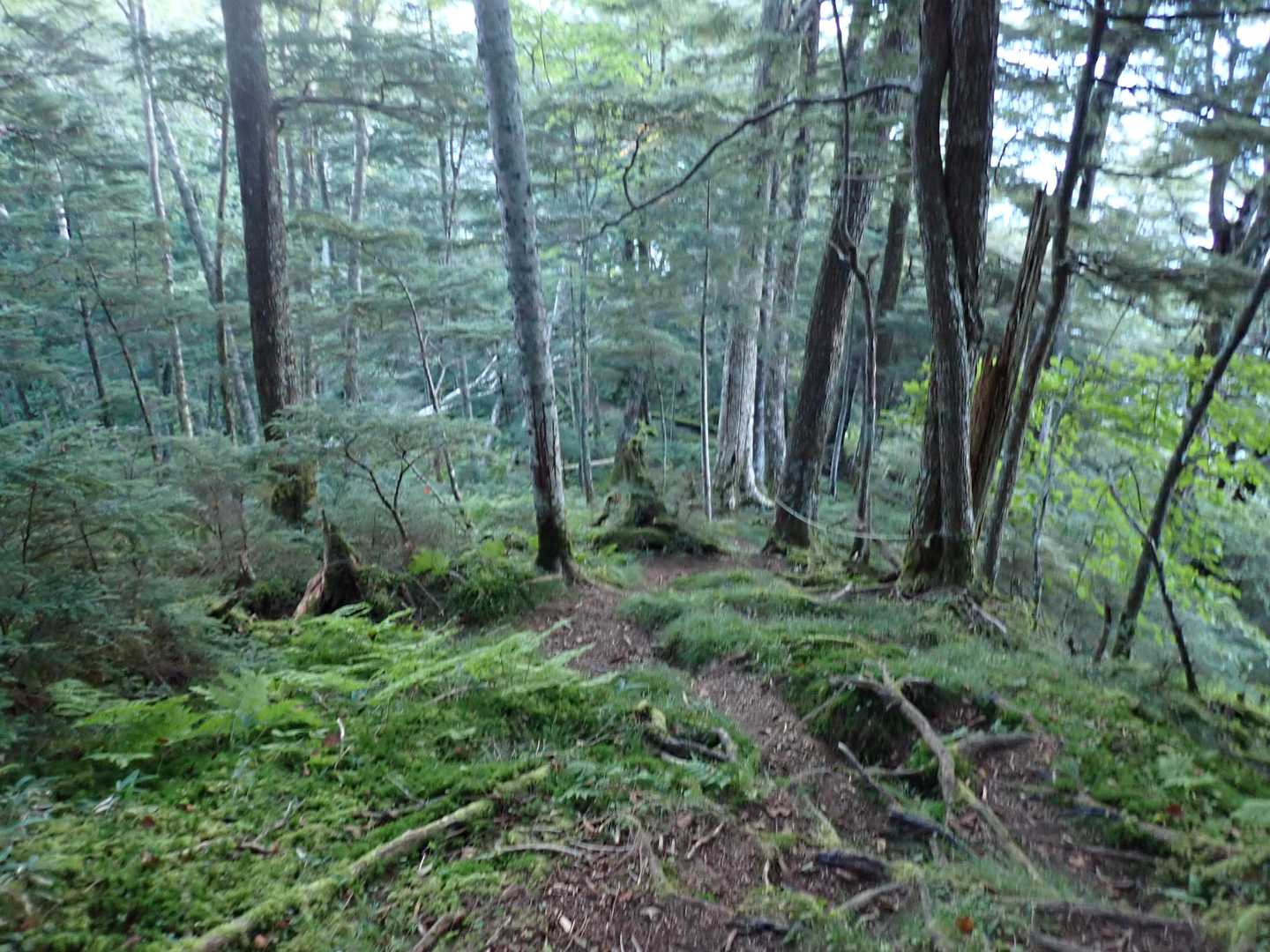 前尾高山からいったん下る。