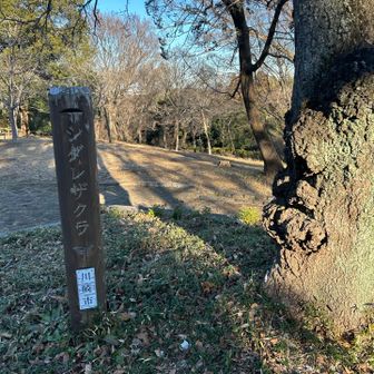 つつじ山ピーク