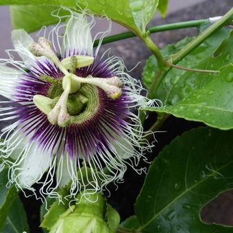猫山歩(nekosanpo)