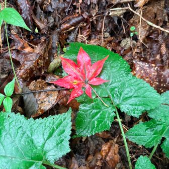 キレイな紅葉🍁
今日はもう秋みたいに涼しい！