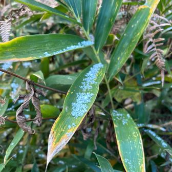 なかなか降りやまない粉雪が笹の葉の上に。