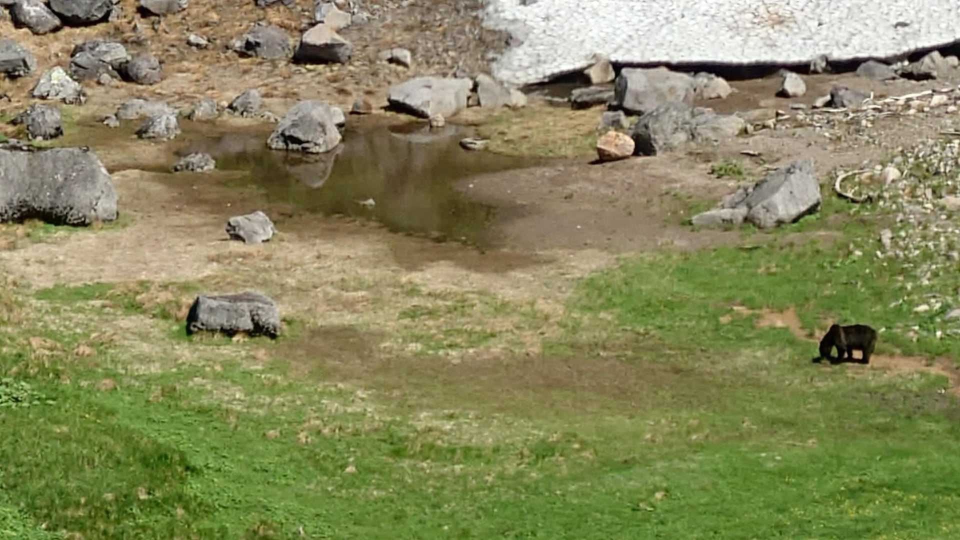 登山道から大分下の方にいた。
