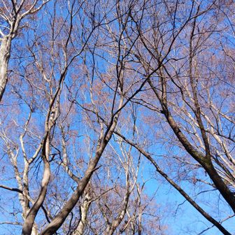評議原で見上げると🍁シーズンは👍👍