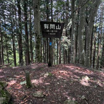 登った先には有間山山頂⛰️眺望はなし。