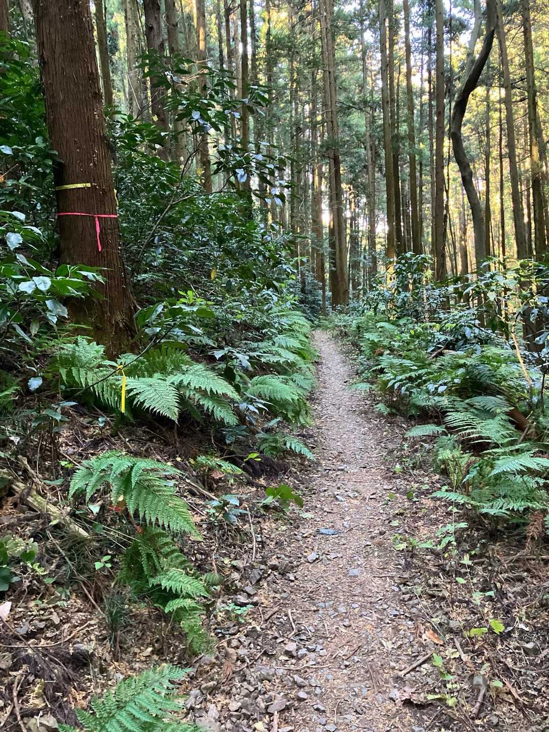 天正池に向かって進みます。登り返しもなくスムーズに進みます。