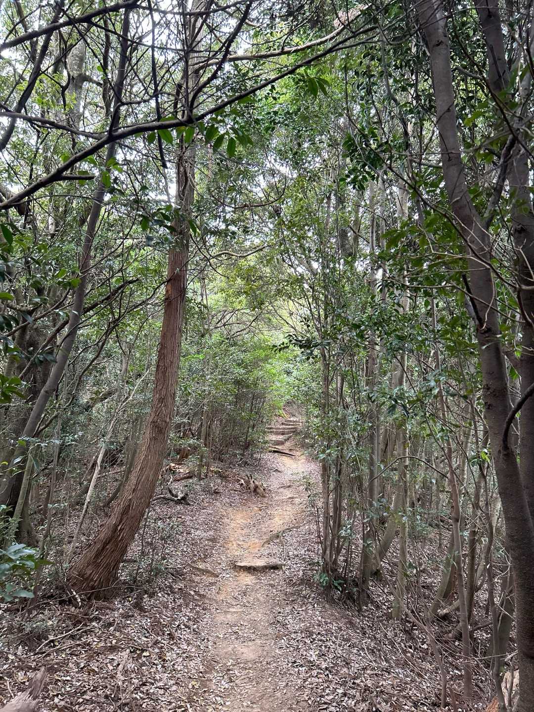大元神社-弥山登山道入口　-前峠山-三剣山-弥山-紅葉谷橋 周回コースの写真