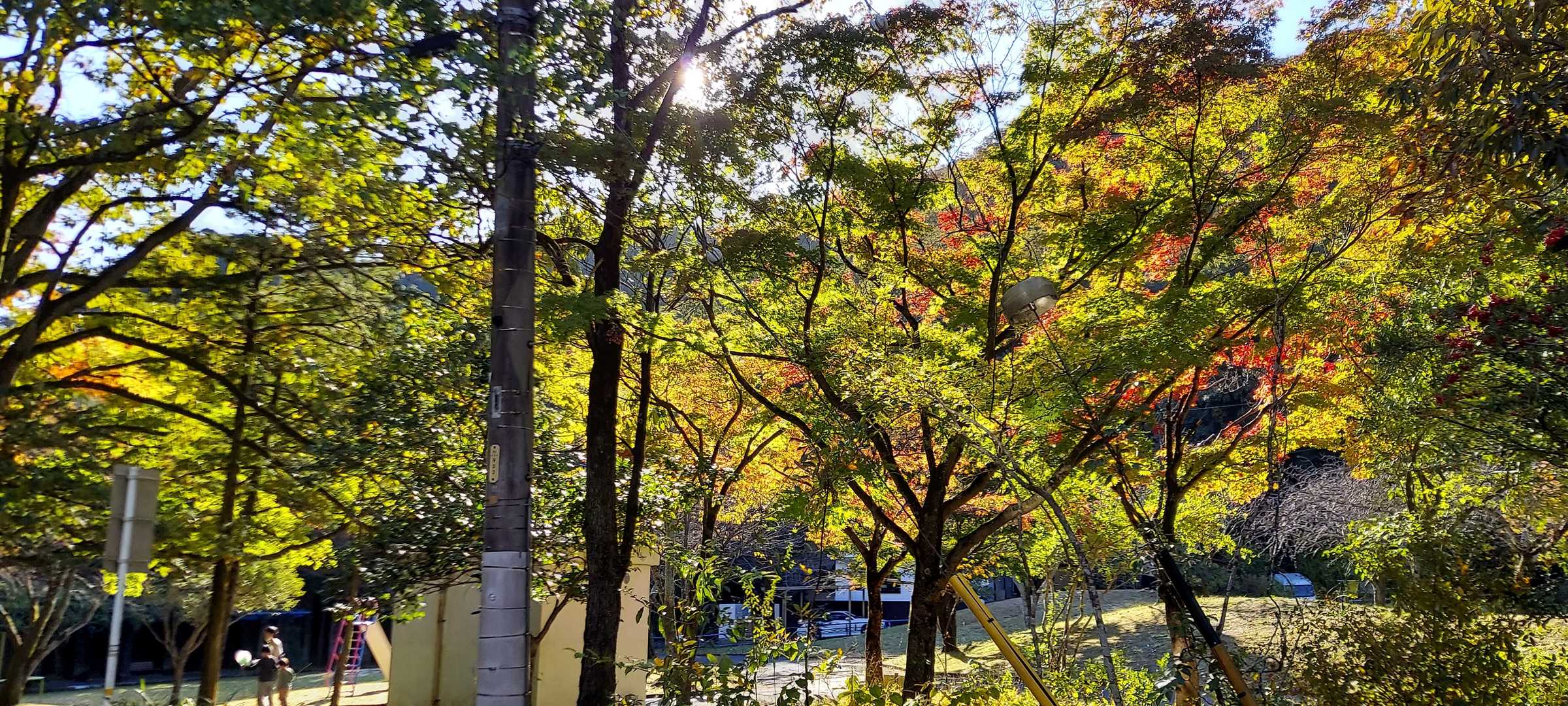 いつもの岩戸公園、黄色いっす。好きな色です