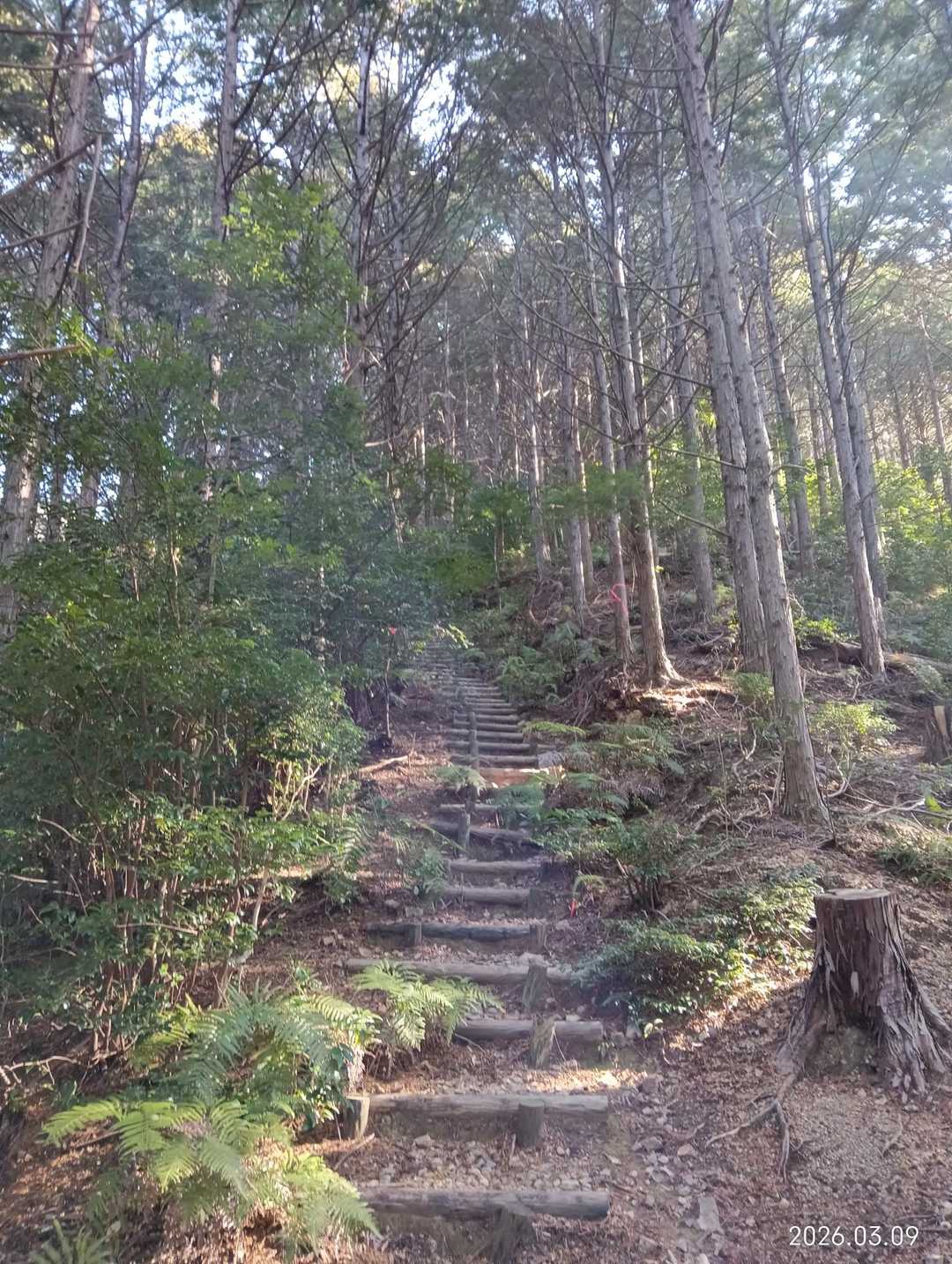 最初は木の階段をモソモソ歩きます

全行程の内、半分ぐらい階段でした😥