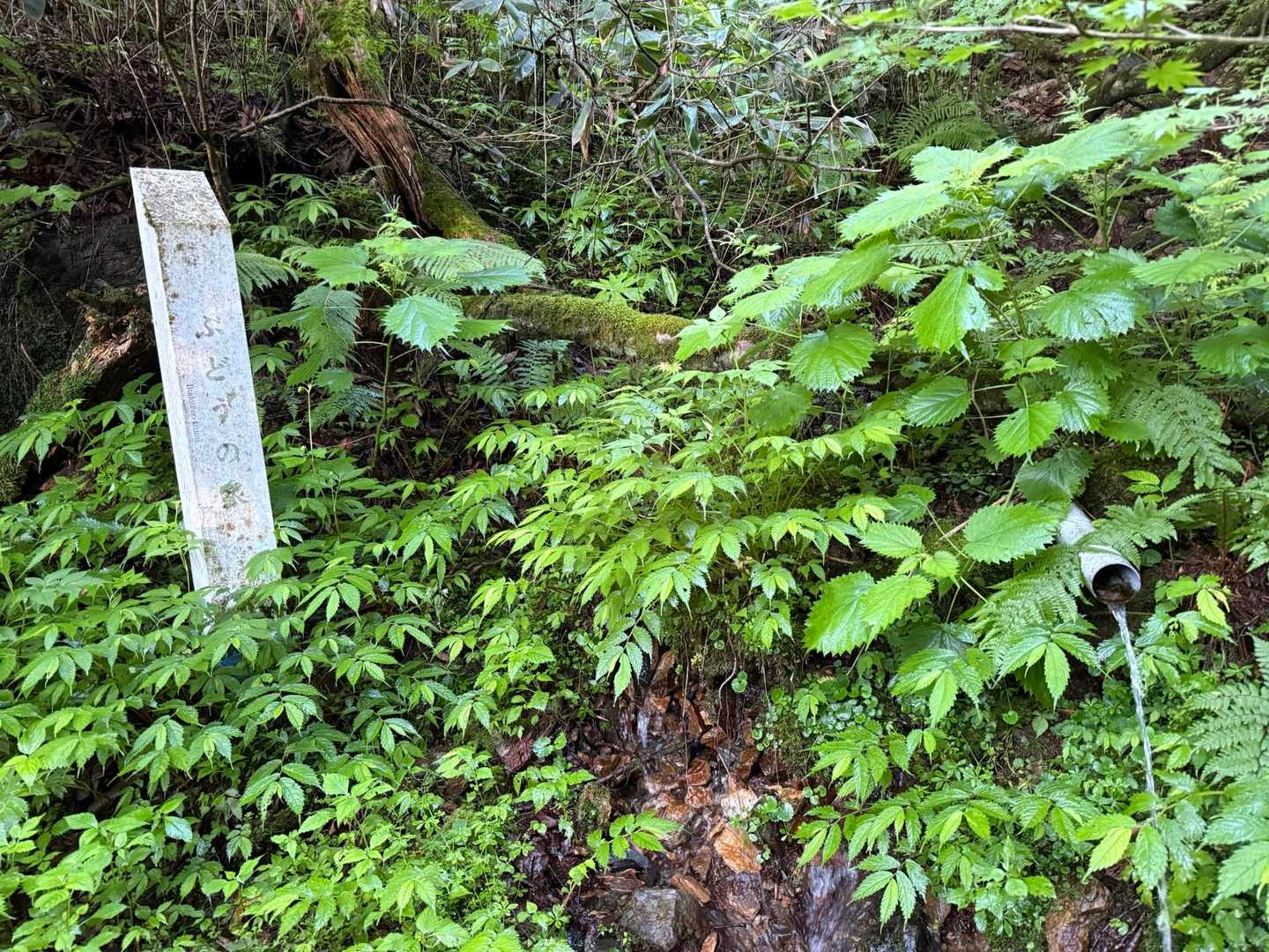 割とすぐに水場
この辺で🐻さんの目撃情報あり