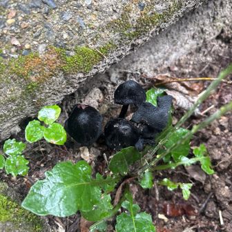 みたことない真っ黒なキノコ🍄‍🟫