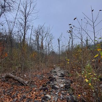 整備されて登山道は明瞭👍