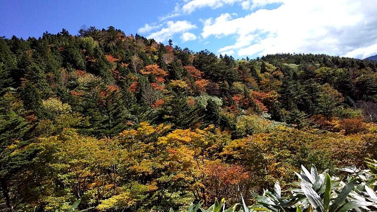 神坂峠登山口-千両山-鳥越峠-大判山 往復コースの写真