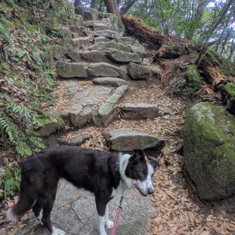 ８合目以降でも綺麗に整備された登山道
ここから正面ルートと合流のため沢山の人とすれ違いました😊