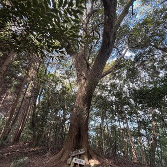 椎ノ巨木山
グレーピーク🩶

ここから引き返せばよかったのですがー
先に進んでみようーーーー

