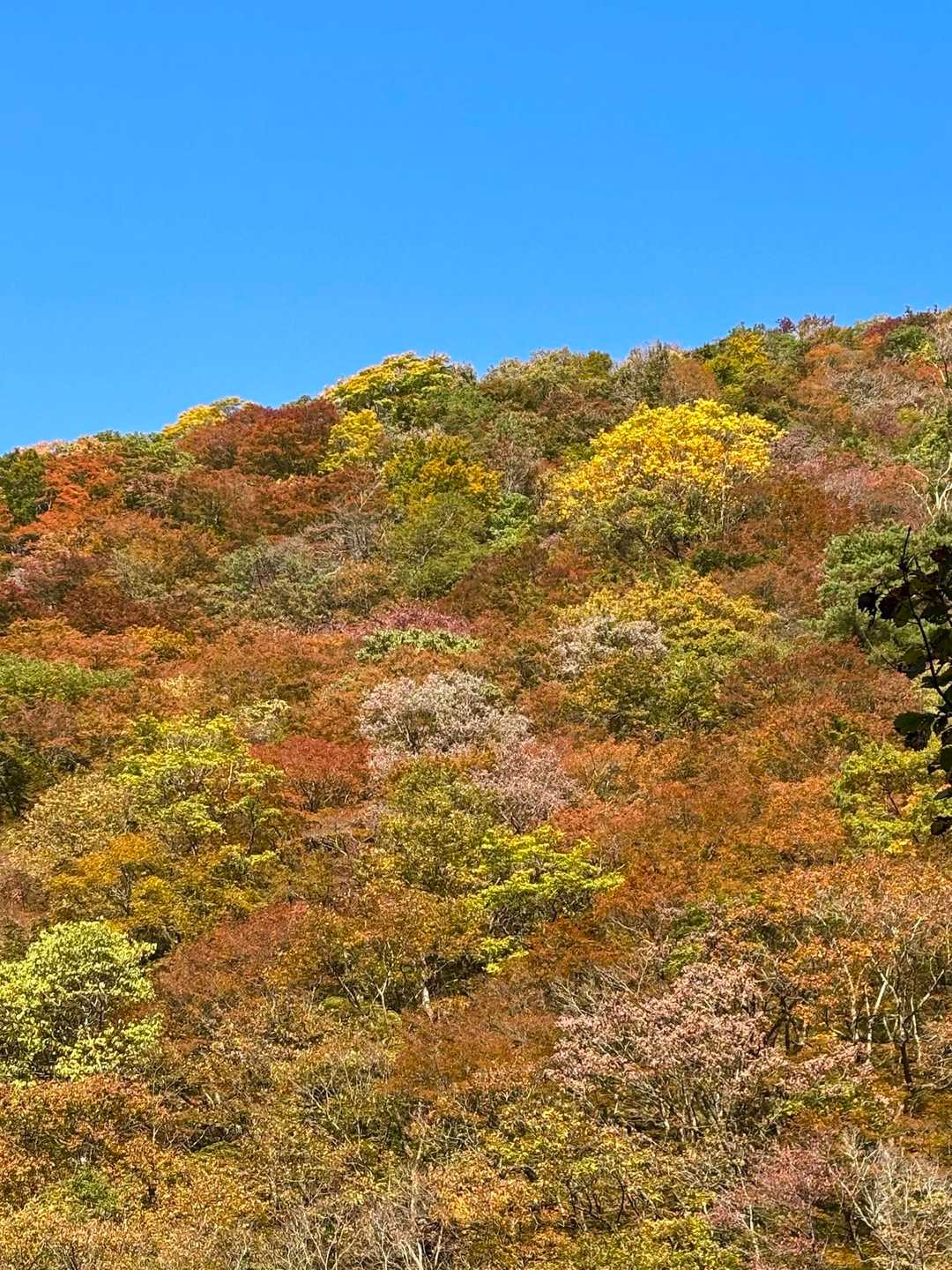 向かいの紅葉🍁