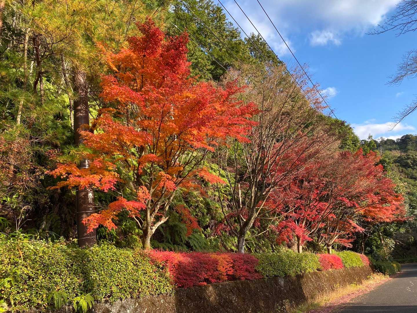 交互に緑🍃と紅葉🍁の美しい道でした