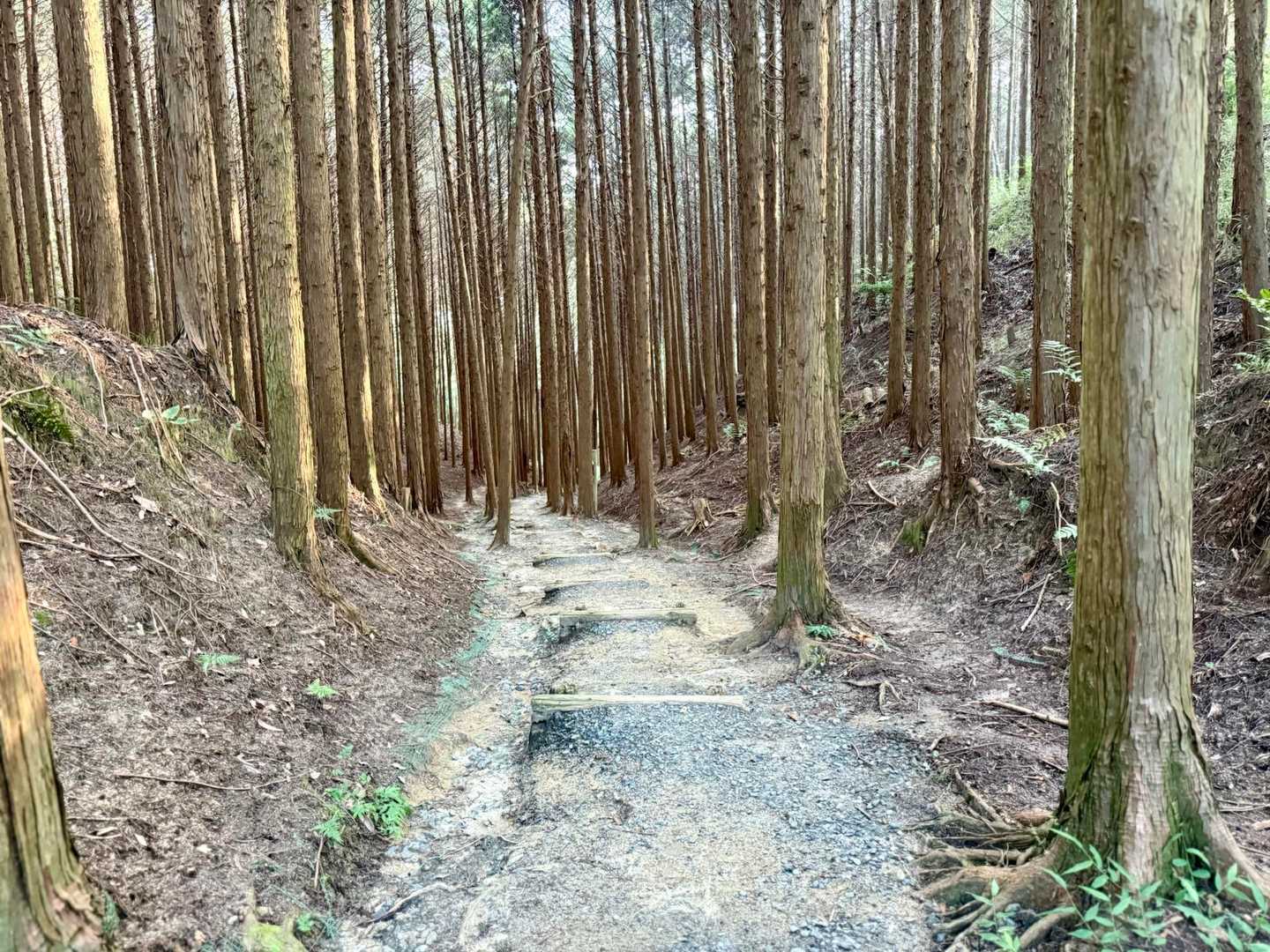 国見山 往復コースの写真