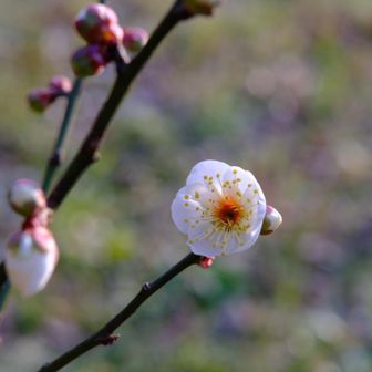 寒中梅🤗こんな名前の酒🍶があったようなないような😆