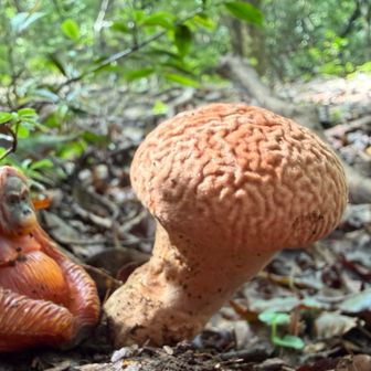 ノウタケ🧠