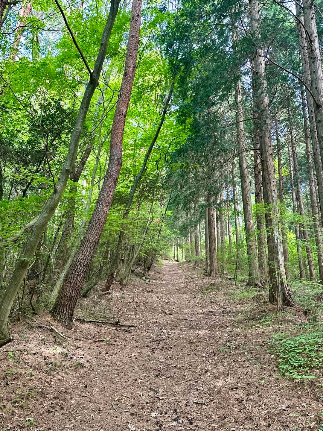 相栗峠-鷹林山-竜王山-竜王山 往復コースの写真