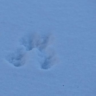 鳥海山・七高山・笙ヶ岳 リスさん🐿