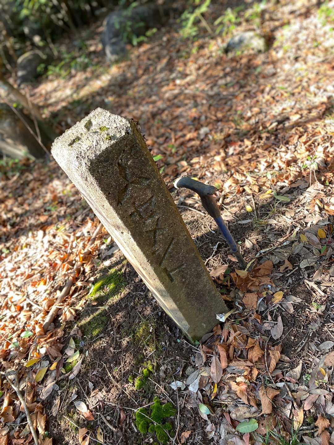 あっち側はセメントの土地。