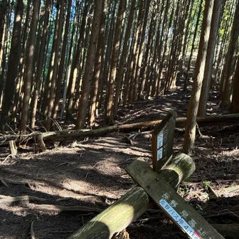 急登が終了。一の峰への分岐点に到着です。