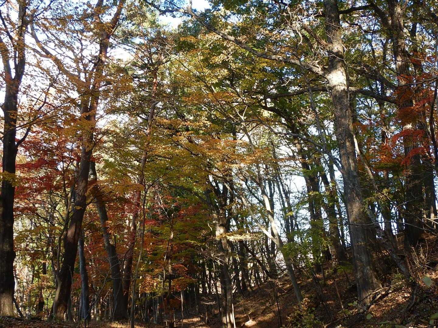 玉屋のおばちゃんの言ったとおり、まだ紅葉🍁が残ってました!!。