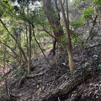 道路のワイヤーガードから入るのを諦め、ヤマッッパーさん達の軌跡を信じ第二のルートへ
行き止まりの駐車スペースの先…あれ、こんなとこ行くの⁈と思いながら突き進んで行くと更に倒木やらで悪戦苦闘の末やっとこさ明るい尾根筋へ出られました