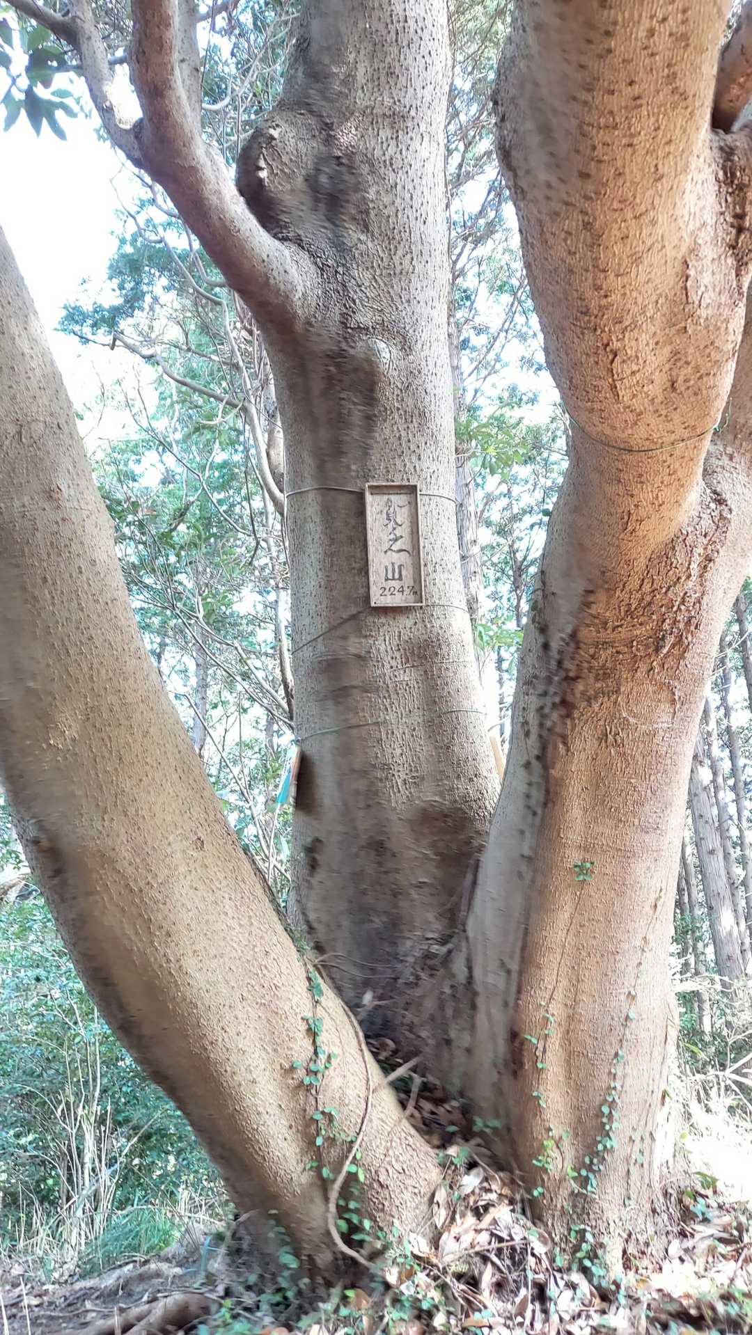 じゃあなくて貧乏山、木も立派