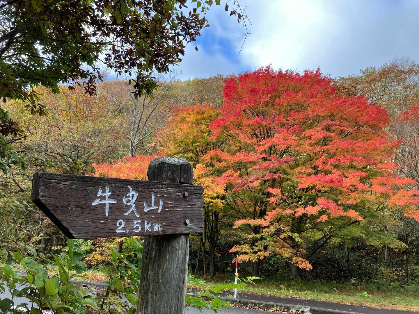 ここから登山道