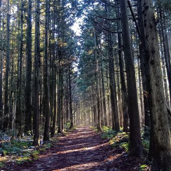 杉並木のここ朝日当って好きです