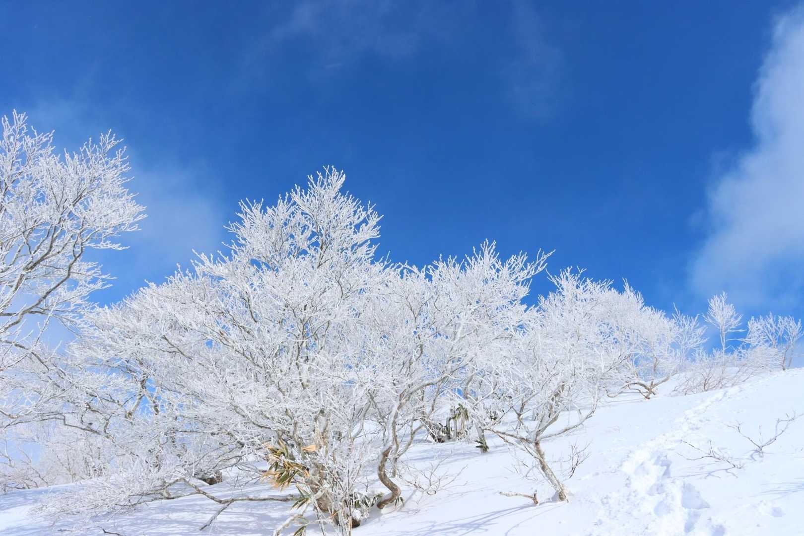 樹氷やば❄️