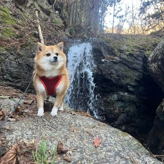 メロンと川に降りたりしてプチ冒険楽しいね🦊