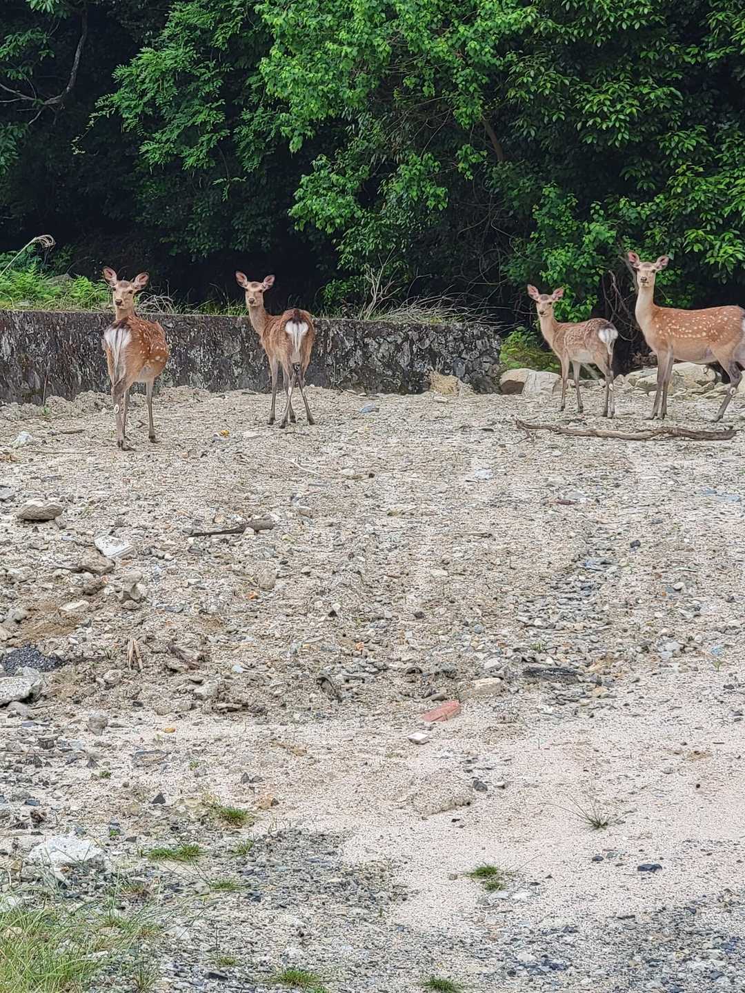 鹿