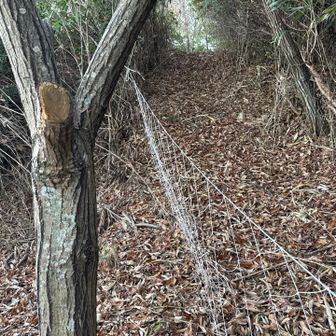 この網を乗り越えて先に進む。