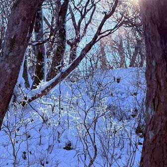 残ってた樹氷がキラキラ✨