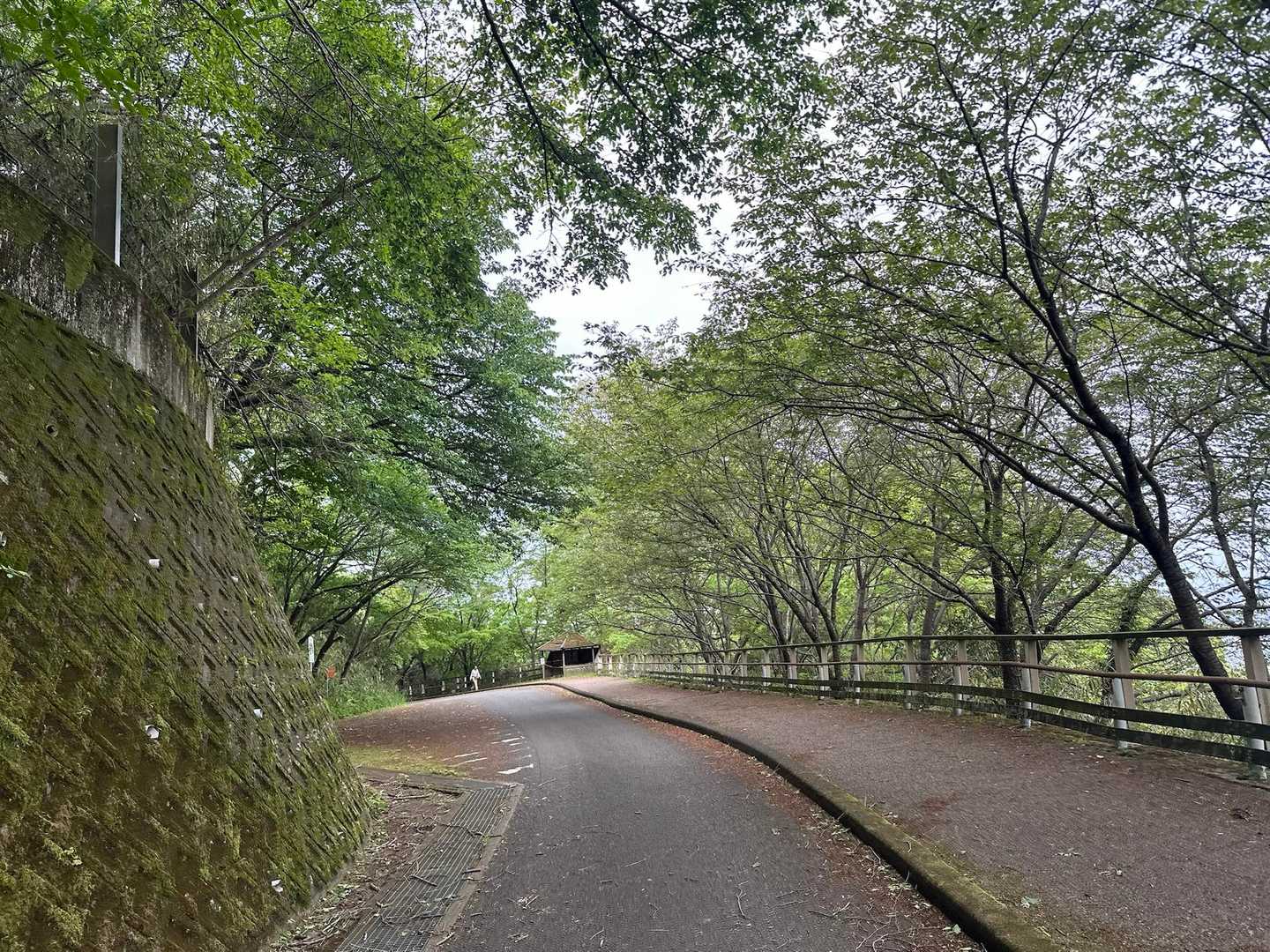 舗装路に出てきました🛣️✨🌳