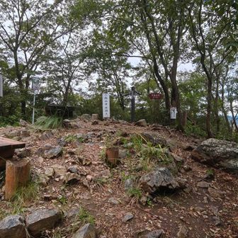 中岳山頂、ベンチで休んでいるとイノシシが側の繁みに来ていた、、牙が見えないのでメスかも。再び静かに離れる😅