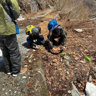 写真撮る人、フキノトウ採る人
