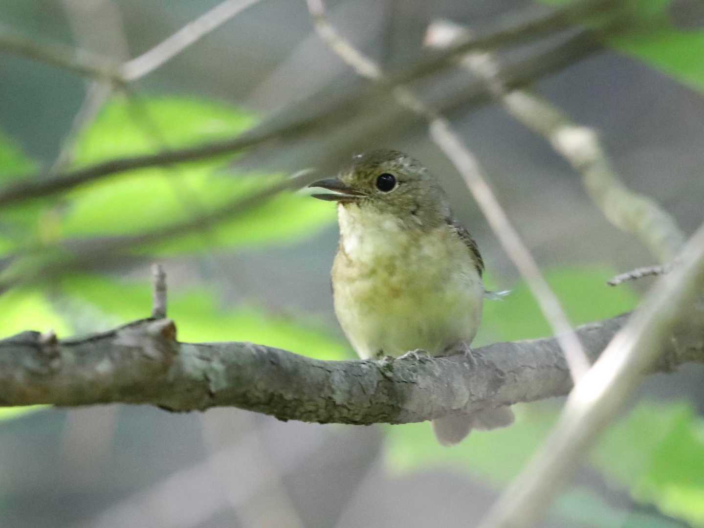 キビタキ♀が鳴いてました😊