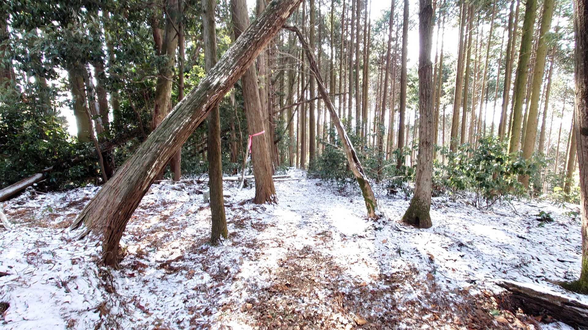 こっちかな？