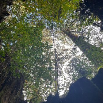 ウィルソン株内から上を見る